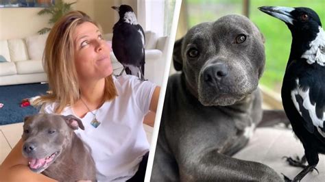 Family share major breakthrough in bid to reunite magpie Molly.